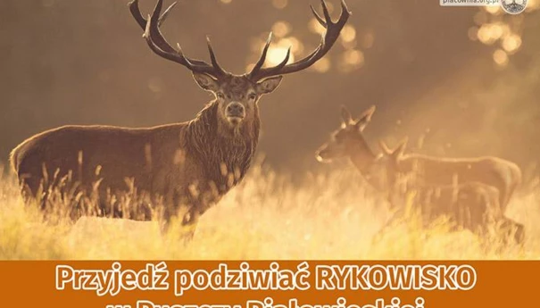 rykowisko-2019-674x440.jpg