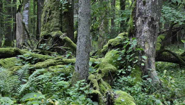 Puszcza-Bialowieska-Fot.Beata-Hyzy-Czolpinska