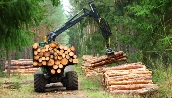 Wycinki w lesie gospodarczym Dreamstime