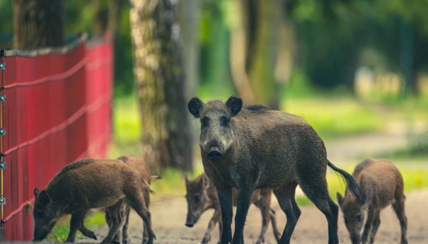 dziki-miasto-adobe-stock