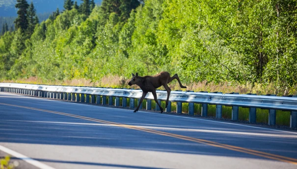 Łoś na drodze_Depositphotos_12295449_ds
