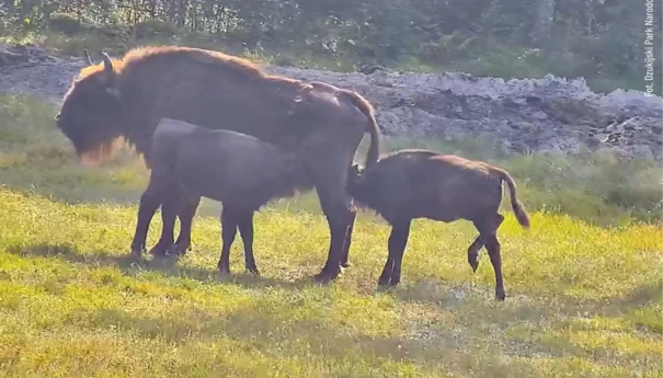 litewskie-zubry-bliznieta