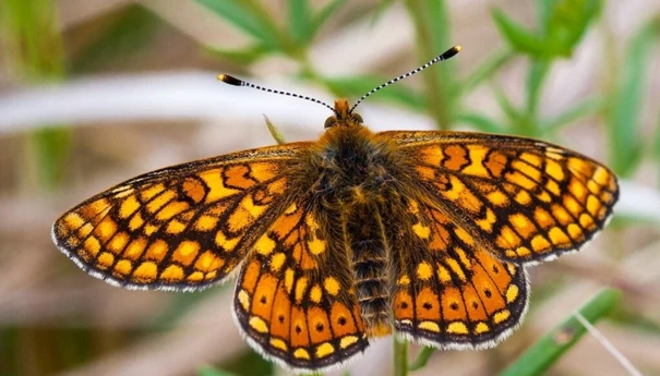 Przeplatka aurinia