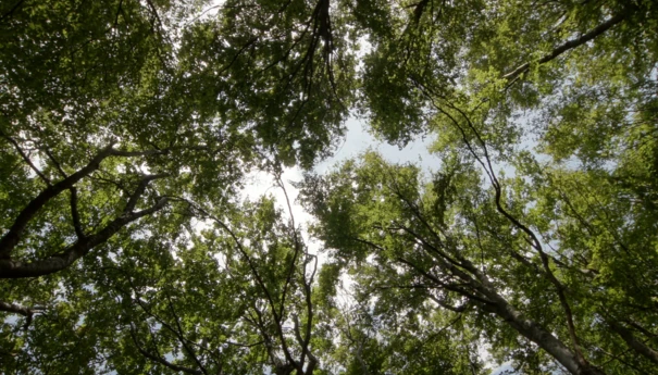 polacy-chca-by-prezydent-zajal-sie-ochrona-klimatu-przyrody