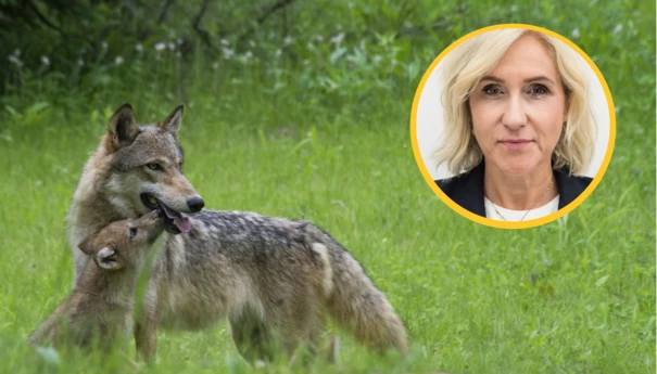 PSL i PiS za poprawką w sprawie wilka