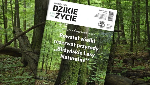 2025-06-www-dz_1200x800