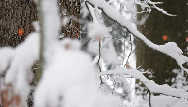 Drzewa przeznaczone do wycinki w Rysim Lesie. Fot. A.Zbrożek