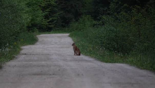 Ryś w Rysim Lesie, Fot. A.Zbrożek