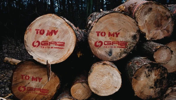 Wycinka lasu pod gazociąg warszawski