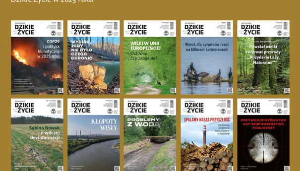 DZ-2025-www-dz_1200x800