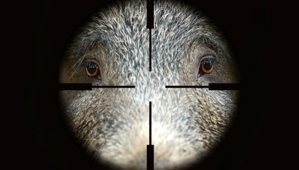 1,5 mln dzików zabitych