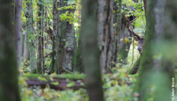 Zdjęcia na www (1924x1200)