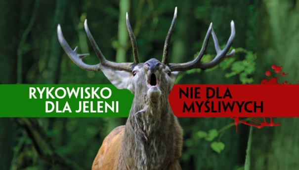 Rykowisko-dla-jeleni-slider_980x440
