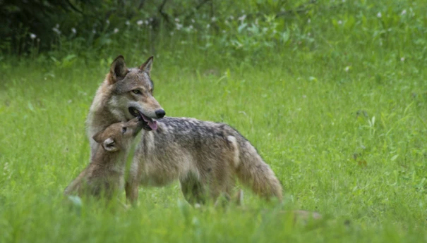 sabina nowak o wilczej dezinformacjii