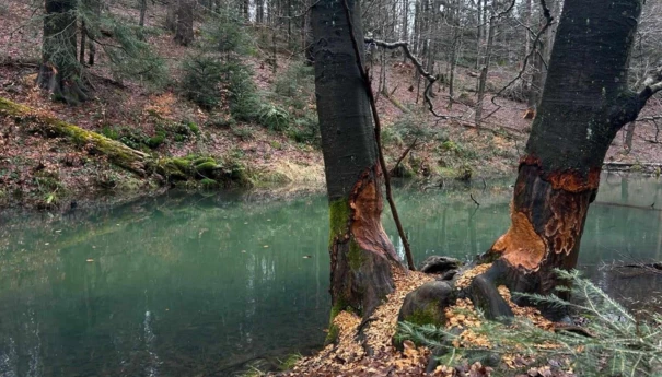 Rezerwat Źródliska Wisłoki (2)