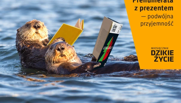 DZ-prezent-2020-11-fb