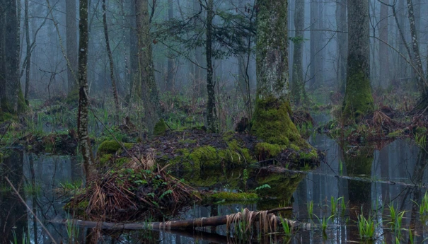 zielona tarcza wschód