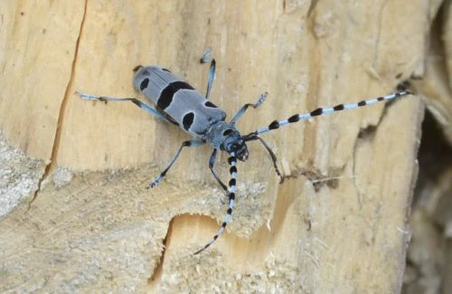 Nadobnica alpejska