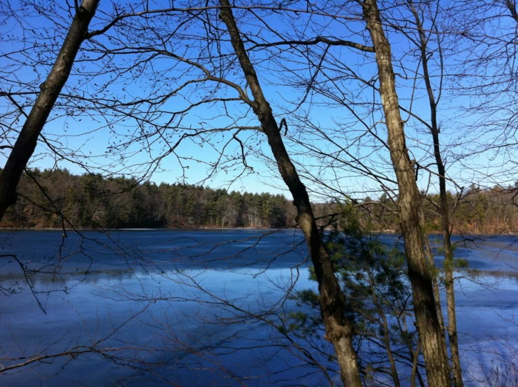 Widok w kierunku północnym, w stronę zatoczki Thoreau’s Cove, staw Walden, styczeń 2012 r. Fot....