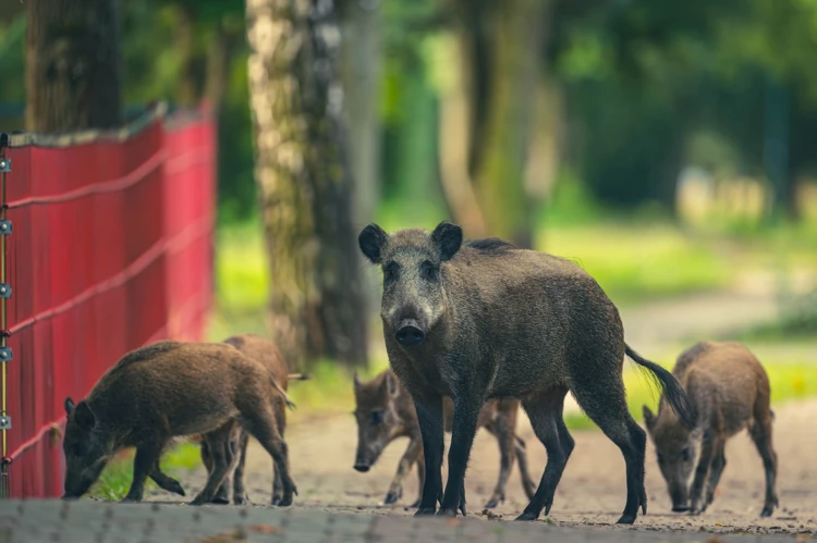 dziki-miasto-adobe-stock