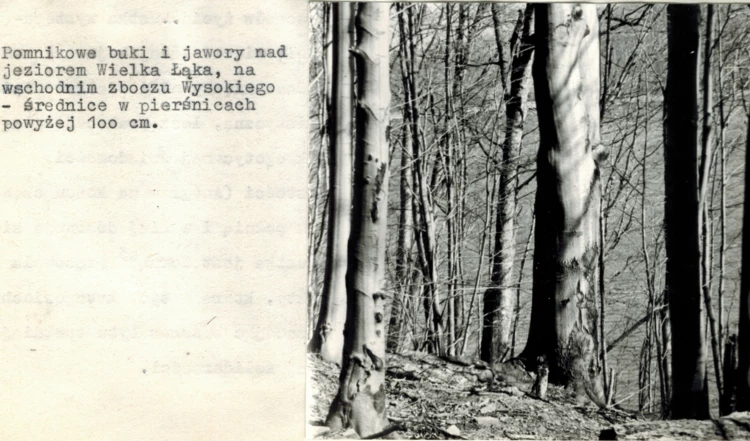 Dolina Wapienicy. Pomnikowe buki i jawory nad jeziorem Wielka Łąka. 1989 rok