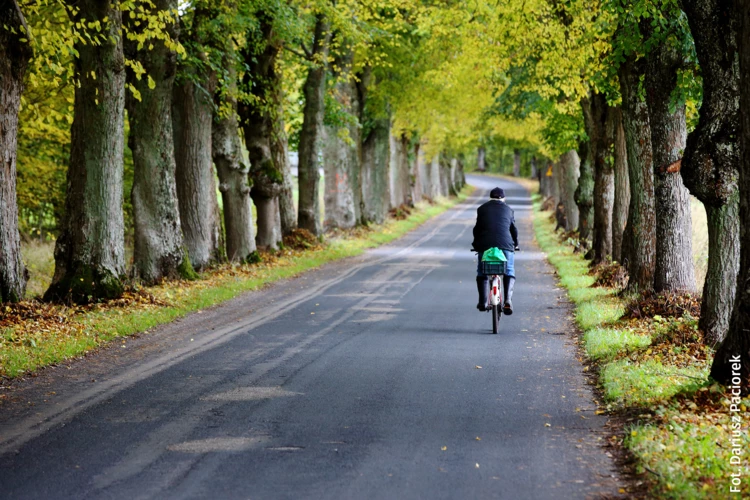 Aleja Kaszuby Fot. Dariusz Paciorek