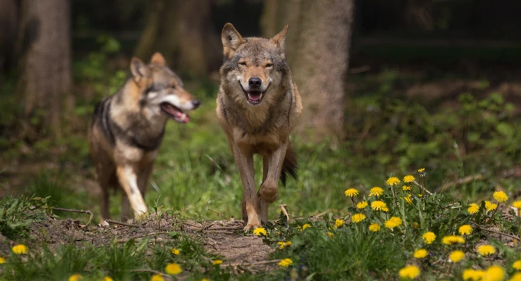 wilki_dreamstime_xxl_53553358a