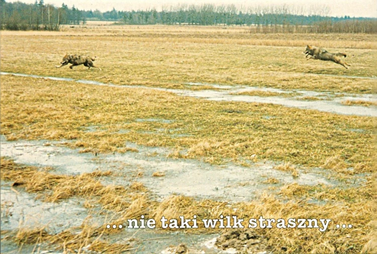 Pocztówka. Nie taki wilk straszny, kampania dla ochrony wilków, Fot. Janusz Korbel