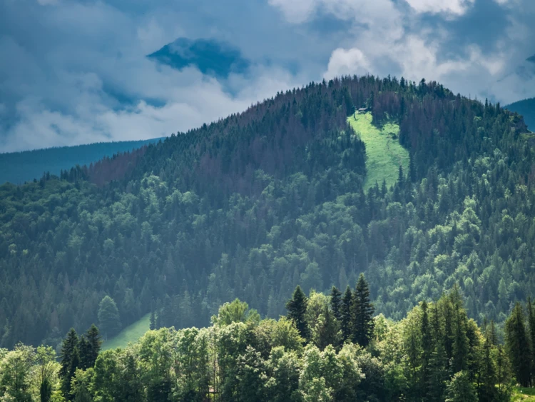 SKO uchyla duś dla Nosala