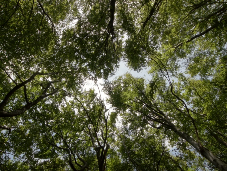 polacy-chca-by-prezydent-zajal-sie-ochrona-klimatu-przyrody