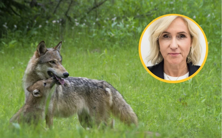 PSL i PiS za poprawką w sprawie wilka