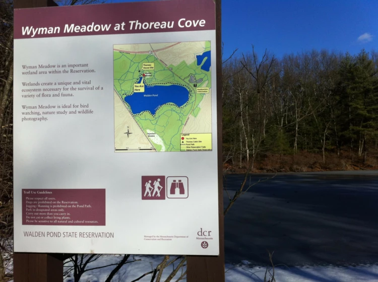 Nieopodal zatoczki Thoreau’s Cove mieści się łąka, jedyna tak blisko położona obok stawu Walden,...