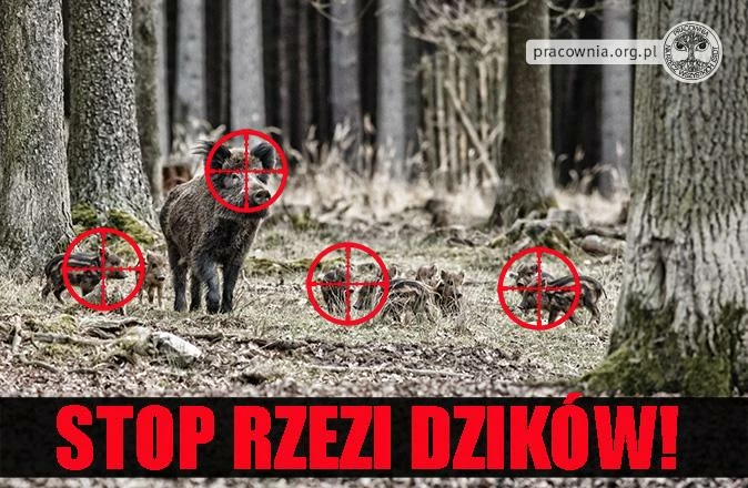 stop-rzezi-dzikow-674x440.jpg