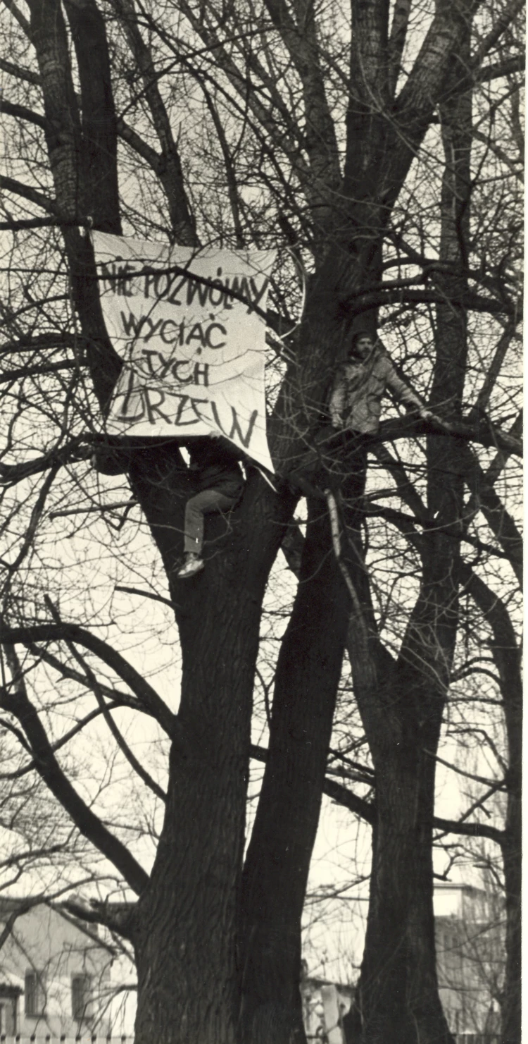 Protest przeciwko wycięciu topoli w centrum Bielska-Białej. Na drzewie Jacek Bożek i Jerzy Oszelda,...