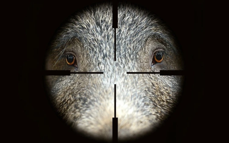 1,5 mln dzików zabitych